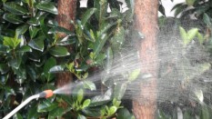 KARASİNEK İLAÇLAMASI